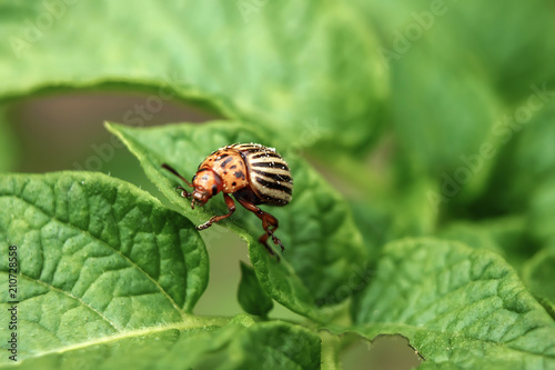 Colorado beetle eats a potato leaves young. Pests destroy a crop in the field. Parasites in wildlife and agriculture. Close-up, copy space.