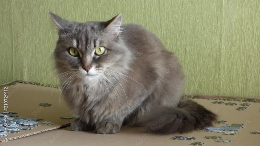 Gray Siberian cat sitting among puzzle fragments and looking closely at camera. Fluffy pet moving his ears, nervously wiggles tail and screw up eyes. Gray Siberian cat sitting among puzzle fragments and looking closely at camera. Fluffy pet moving his ears, nervously wiggles tail and screw up eyes.