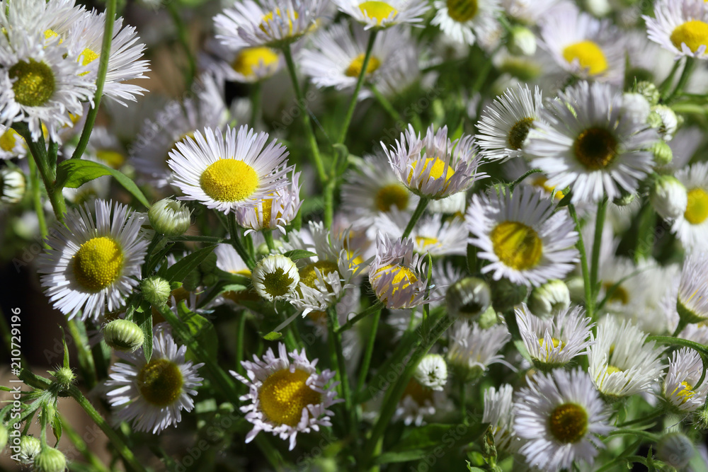 Blossoming Erigeron annuus (annual fleabane or daisy fleabane) in the natural environment