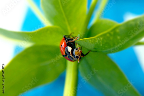 Ladybug on green plant macro blurred background, insect very close-up