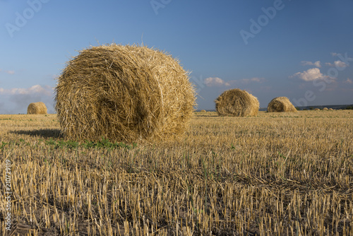 Golden big hay bales in the countryside on a sunny day