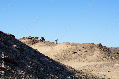 Namibia landscale with jackel