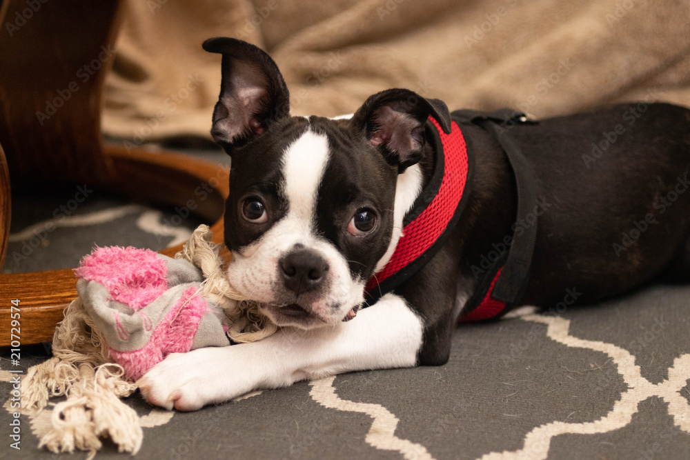 dog, pet, puppy, animal, bulldog, cute, white, terrier, french, canine,  black, boston, french bulldog, boston terrier, portrait, breed, domestic,  adorable, young, pup, mammal, isolated, baby, small, e Stock Photo | Adobe  Stock