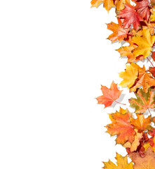 Maple leaves isolated on white background