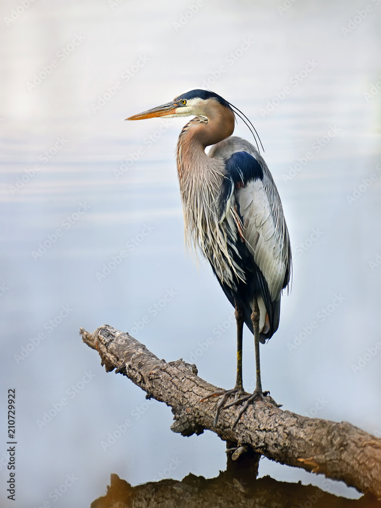 Fototapeta premium Great Blue Heron standing proudly on a log over looking the Chesapeake bay