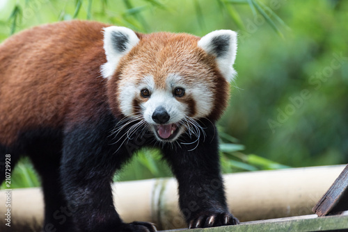Red Panda Smiling and looking happy photo