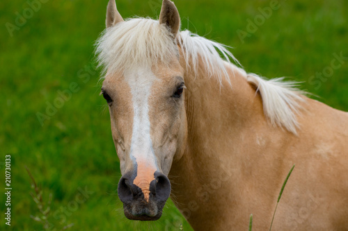 Portrait of beautiful horse on grass background © Oleksandr