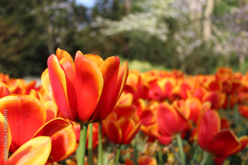 Tulips in Keukenhof Netherlands Tulips in Keukenhof Netherlands