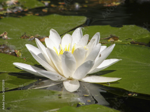 white lilies on the lake