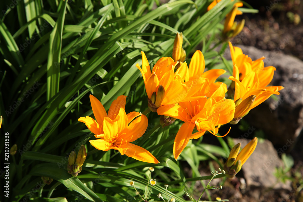 yellow flowers yellow flowers
