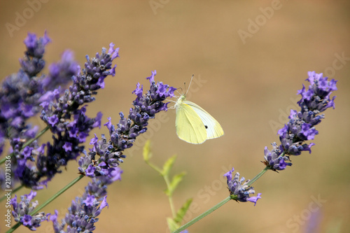Yellow butterfly on lavender © Jessica