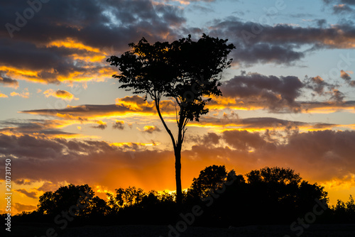 Walnut Beach Sunset Tree