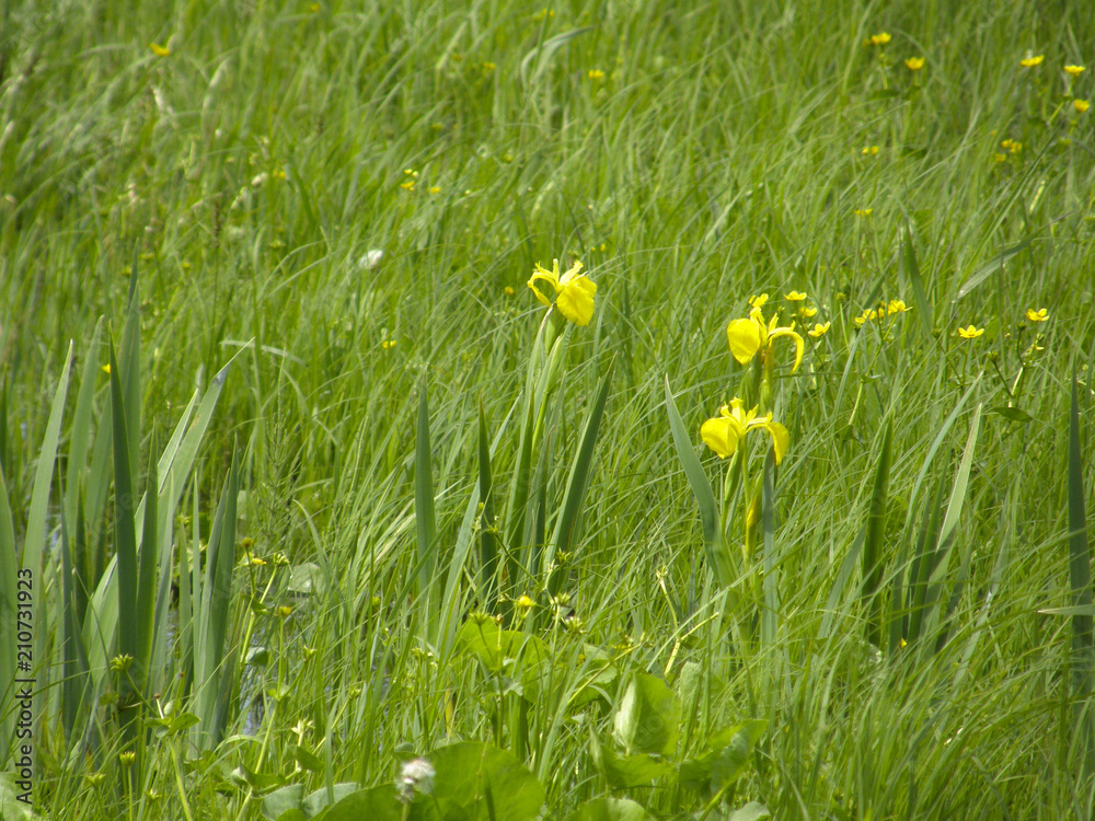 flowers of wild irises. flowers of wild irises.
