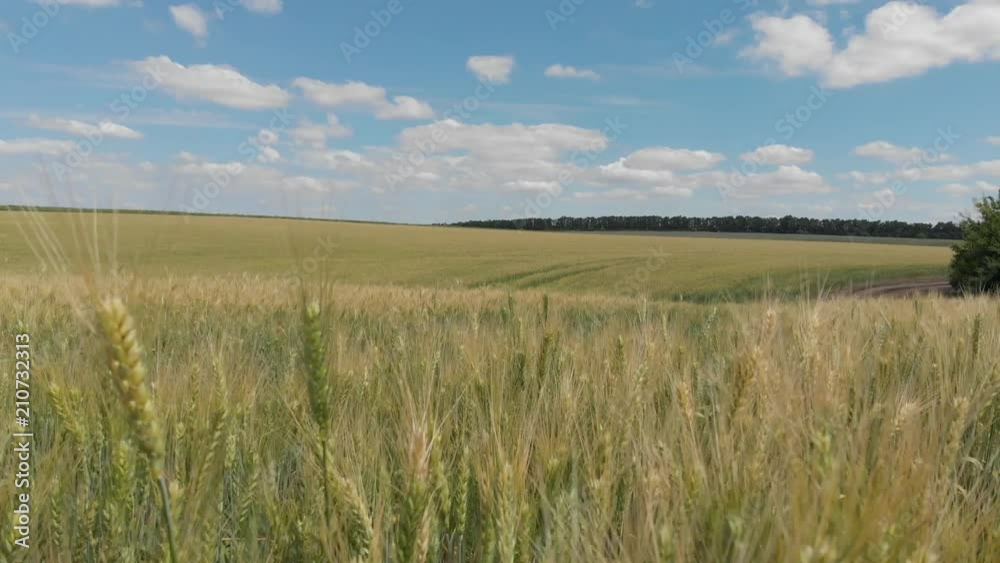 wheat field, shooting in motion. 4k wheat field, shooting in motion. 4k