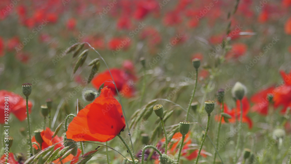 Fototapeta premium English Poppy Fields