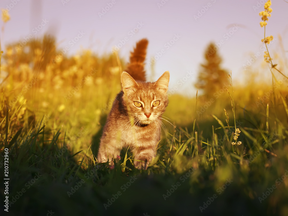 cute cat walks on a summer meadow and sneaks on green grass and hunts
