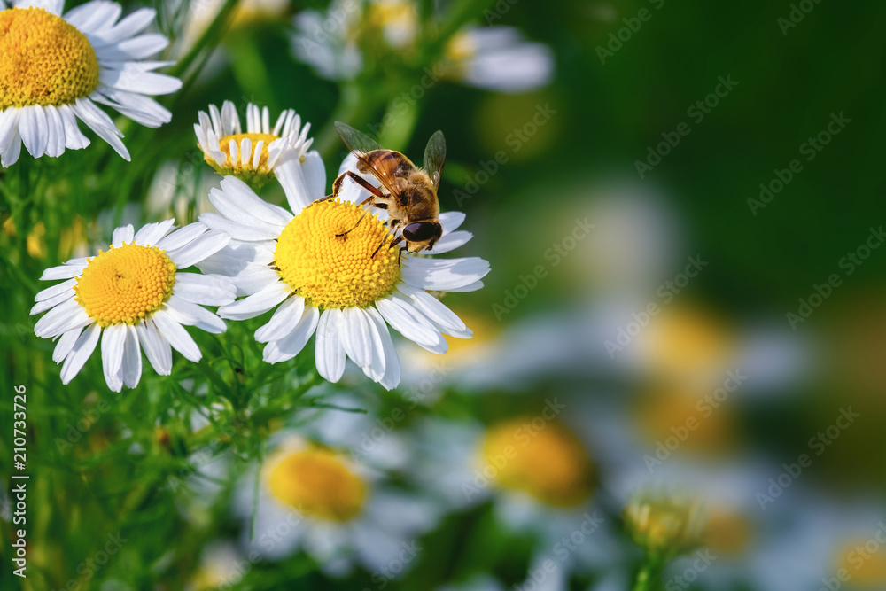 Delicate beautiful light green natural summer spring background pattern with daisies and a and bee. Bright beautiful artistic image harmony of nature. Delicate beautiful light green natural summer spring background pattern with daisies and a and bee. Bright beautiful artistic image harmony of nature.