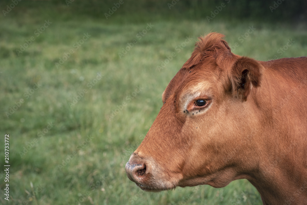 Portrait of a brown cow of German breed Portrait of a brown cow of German breed
