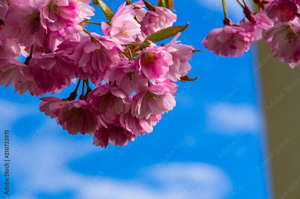 Fototapeta premium Blommningen mot blå bakrund