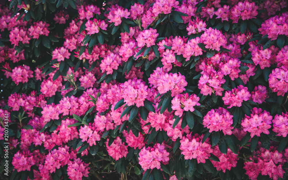 Rhododendron flower pattern. Rhododendron flower pattern.