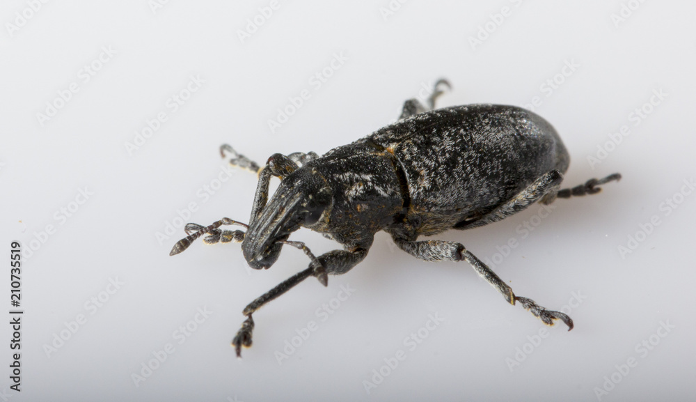 Anthonomus pomorum black-winged beetle. Pest, destroys the harvest of the sheep Anthonomus pomorum black-winged beetle. Pest, destroys the harvest of the sheep
