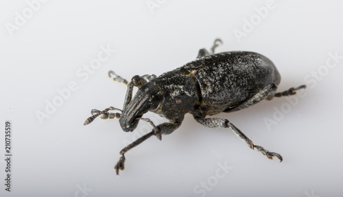 Anthonomus pomorum black-winged beetle. Pest, destroys the harvest of the sheep photo