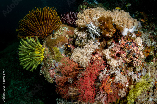 Colours of the reef, Mayumi dive site, Anilao, Philippines