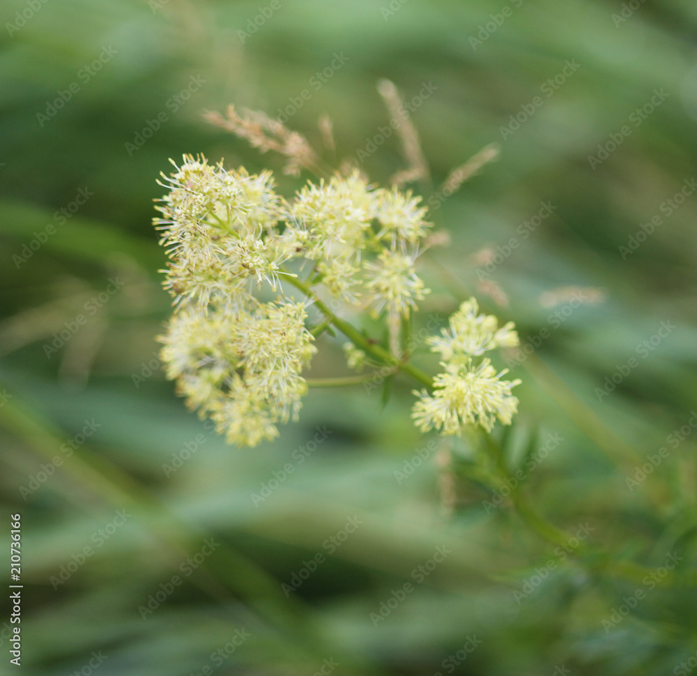 Thalictrum flavum, known by the common names common meadow rue, and yellow meadow rue Thalictrum flavum, known by the common names common meadow rue, and yellow meadow rue