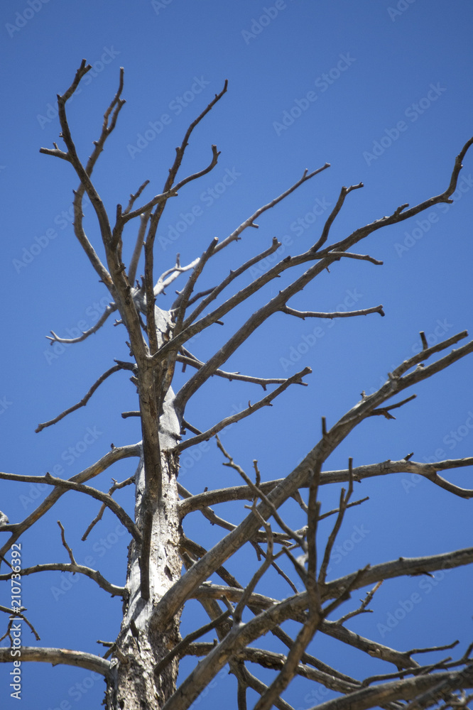 Obraz premium Tree and Sky