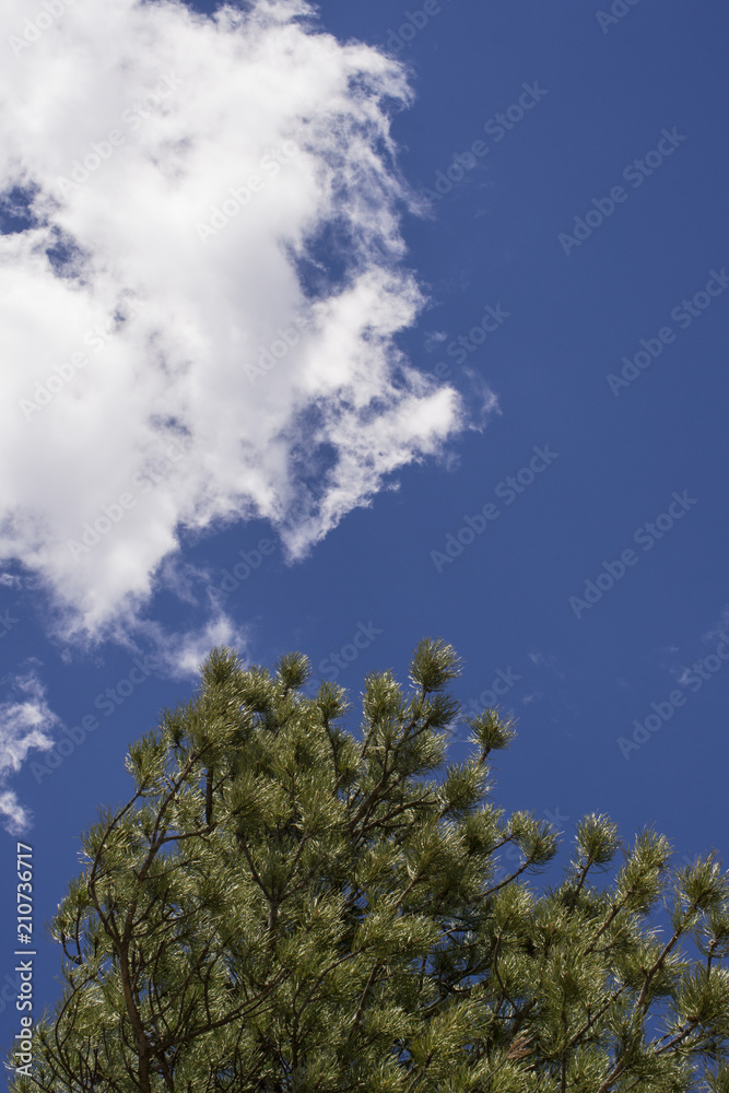 Obraz premium Pine Tree Sky and Clounds