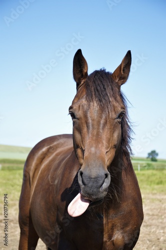 Pferd streckt Zunge heraus