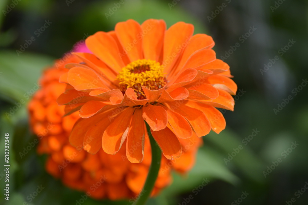 Zinnia flower in the garden Zinnia flower in the garden