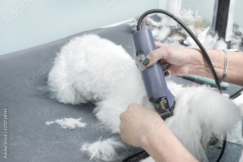 Kobieta strzyże psa rasy maltańczyk maszynką elektryczną w salonie urody dla zwierząt.