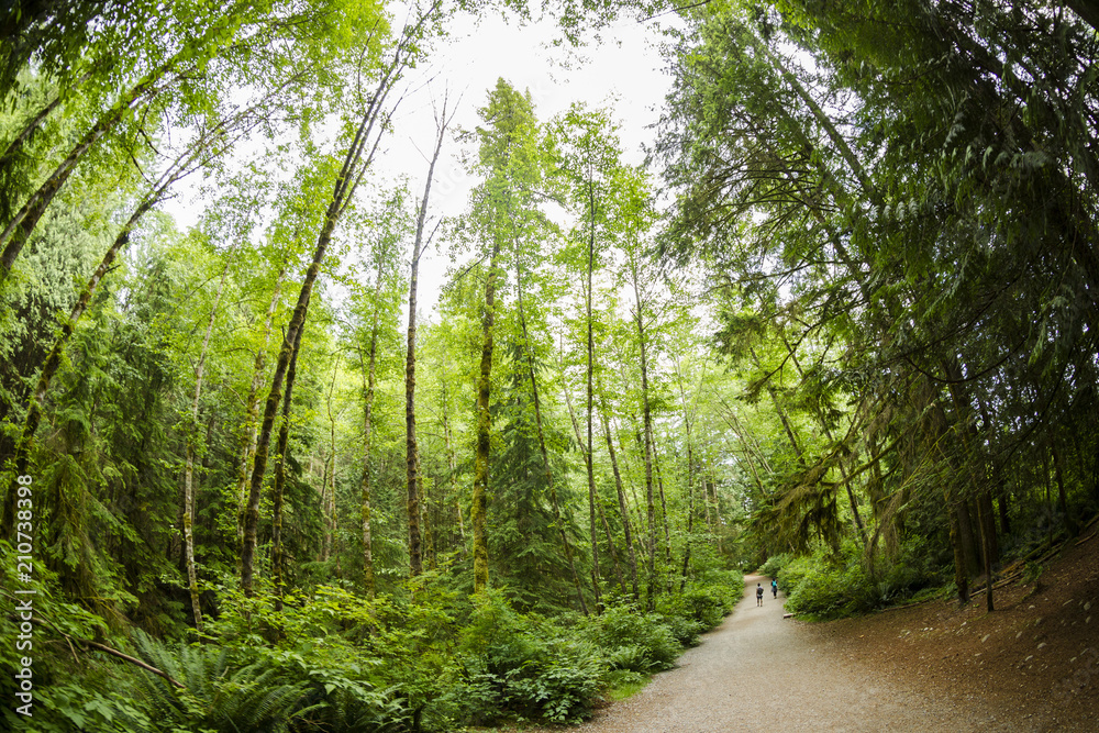 Fototapeta premium Lynn Canyon Tree Tops and Pathways 