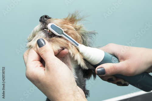 Kobiece ręce myją zęby psu szczoteczką elektryczną.
