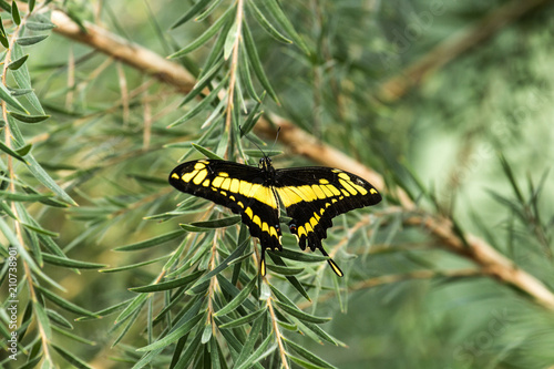 Thoas Swallowtail (Papillio thoas) photo