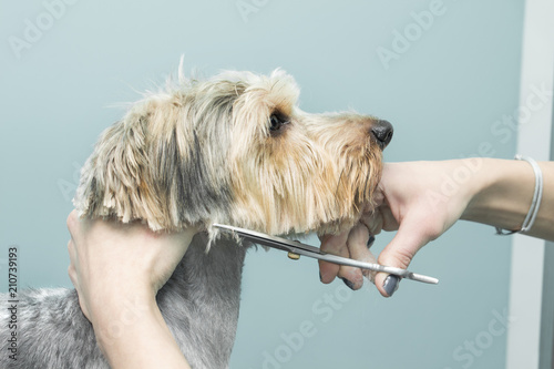 Salon urody dla zwierząt. Strzyżenie psa nożyczkami. photo