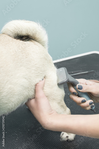 Strzyżenie psa rasy Mops w salonie piękności dla zwierząt.