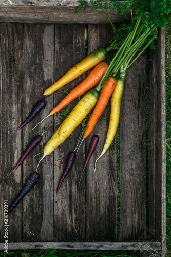 Colored organic carrots over rustic wooden background closeup. Top view