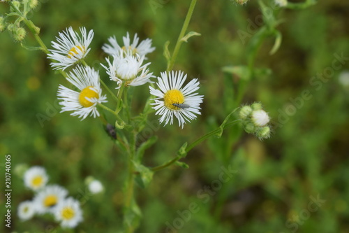 chamomile in the grass