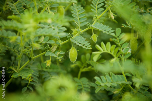 Green chickpeas on the field