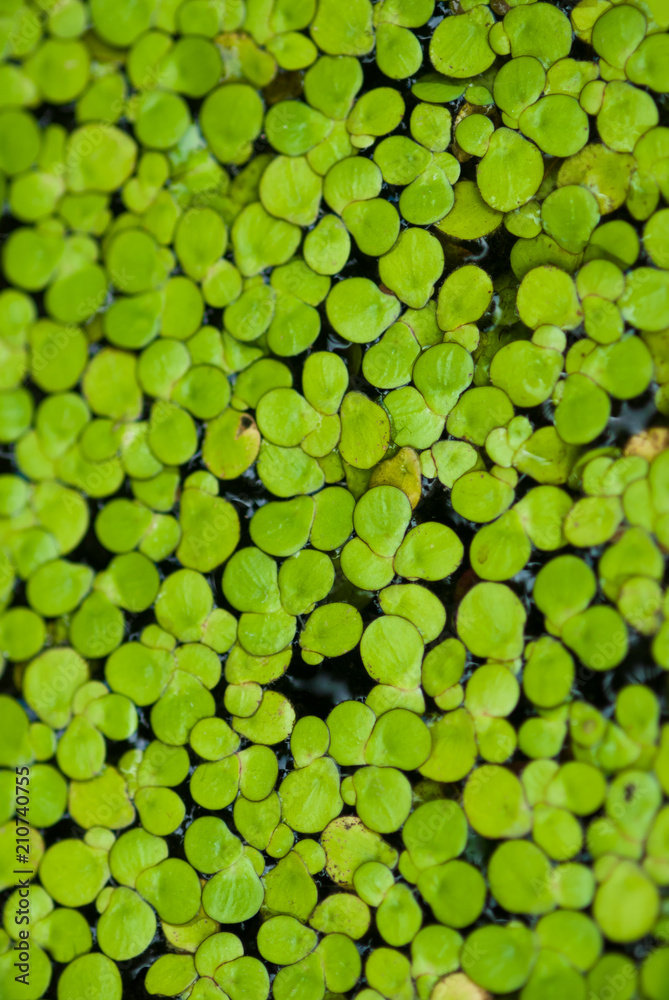 Natural background texture of green leaf Natural background texture of green leaf