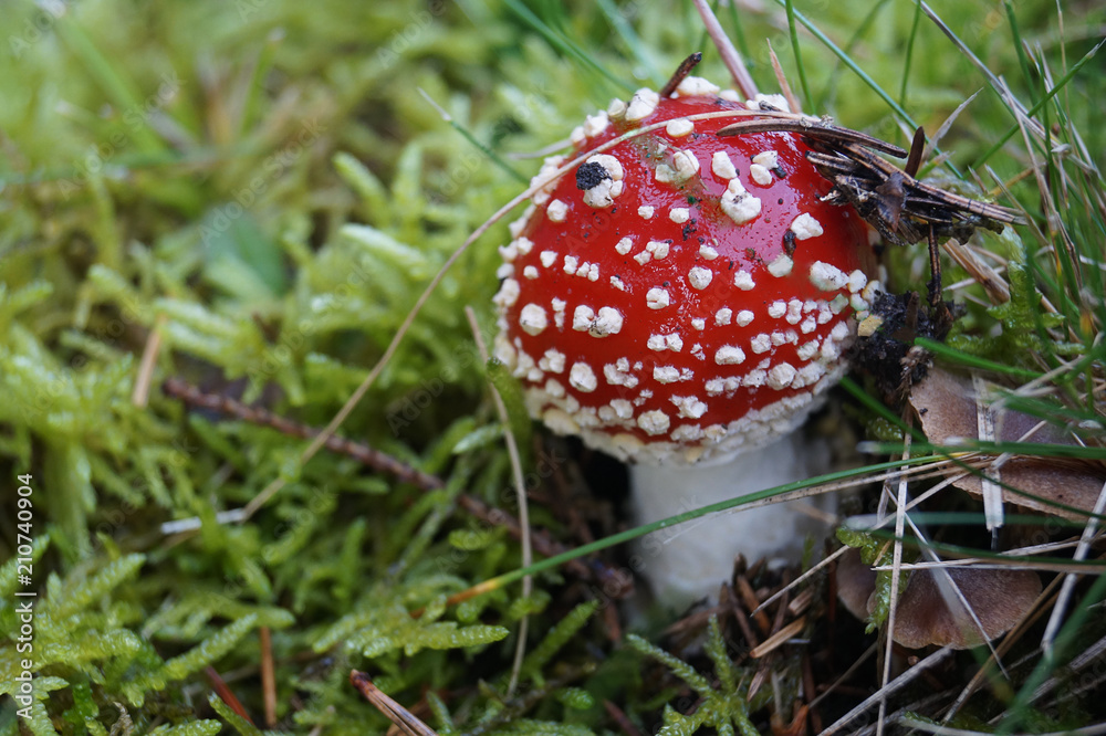 Amanita Muscaria. Young Red poisonous Fly Agaric mushroom in green grass and moss Amanita Muscaria. Young Red poisonous Fly Agaric mushroom in green grass and moss