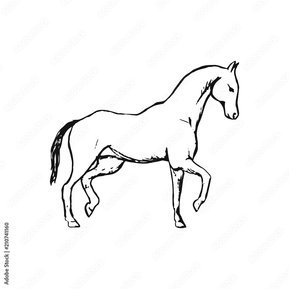 Fototapeta premium Horse on white background