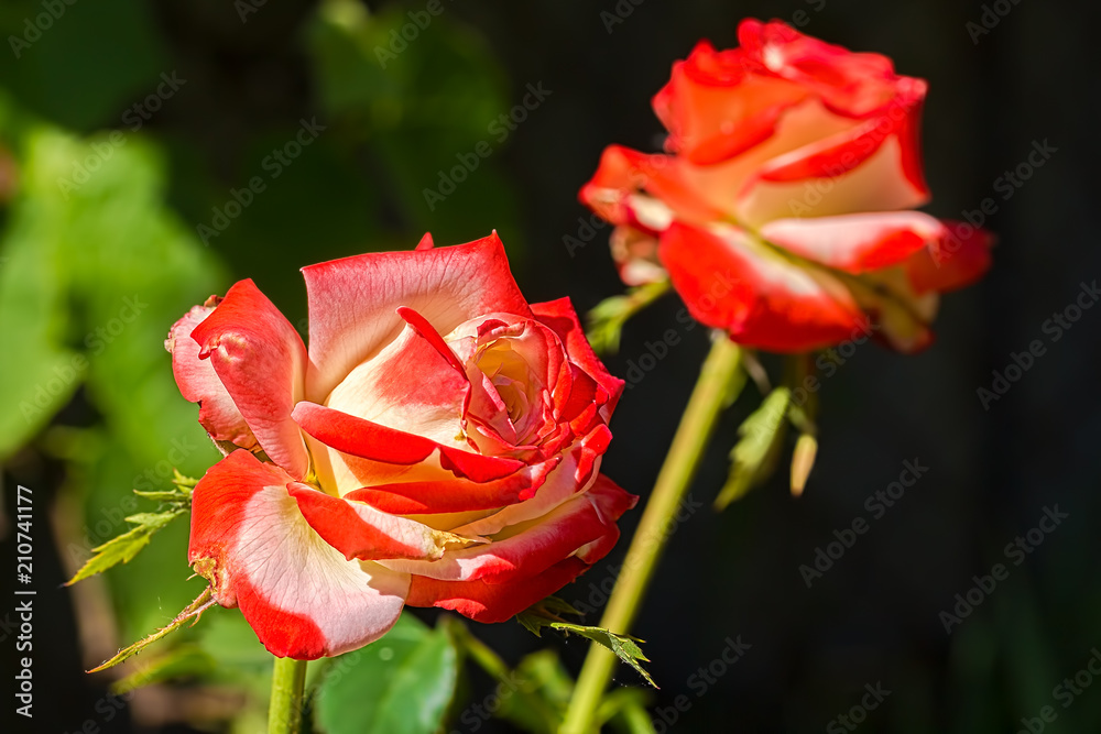 Obraz premium Red-white roses on a blurry background of a summer garden
