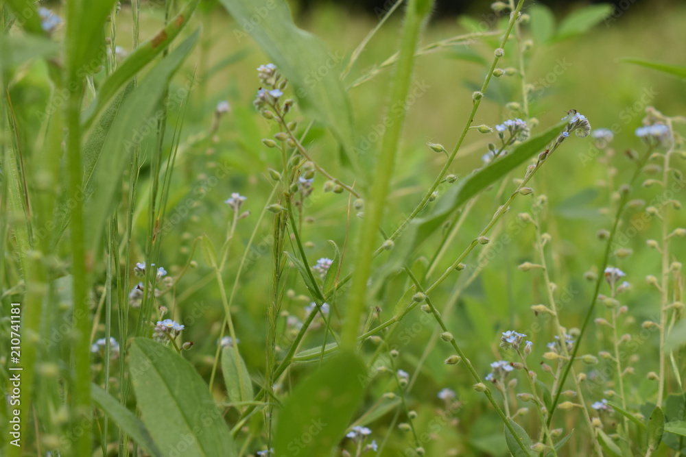 forget-me-nots in the field forget-me-nots in the field