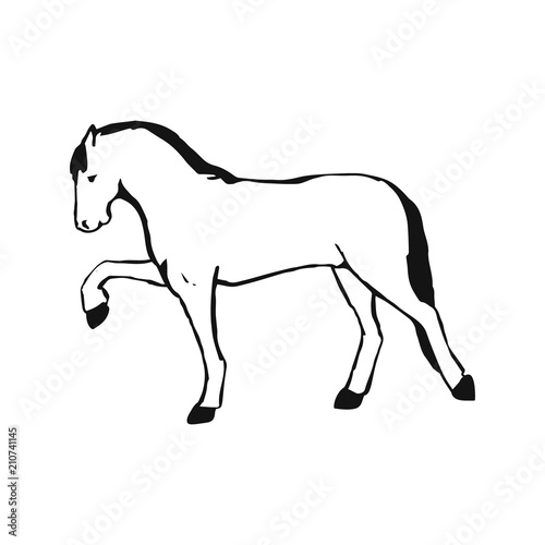 Horse on white background