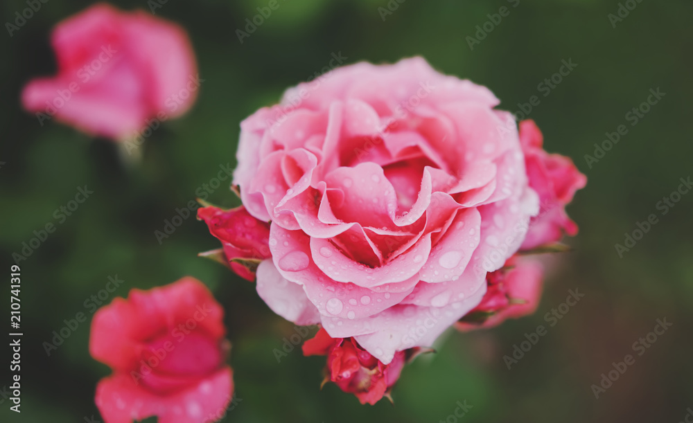 macro pink bud of rose on a green background closeup with raindrops of water, beautiful romantic flowers for card clean space for text, isolated floral blossom, blooming outdoor concept in summer macro pink bud of rose on a green background closeup with raindrops of water, beautiful romantic flowers for card clean space for text, isolated floral blossom, blooming outdoor concept in summer