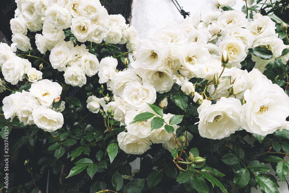 Naklejka premium białe krzaczaste oplecione róże w ogrodzie na tle kamiennego starego domu zbliżenie w słoneczny letni dzień, pąki delikatnych kwiatów na pocztówki, kolorowy kwiat w ogrodzie, piękny kwiat na ulicy