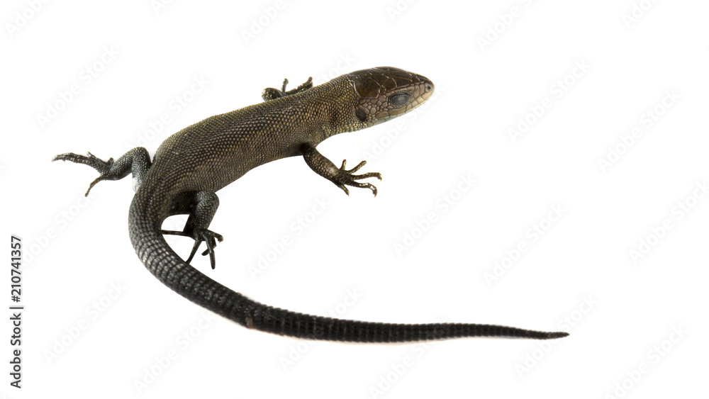 Naklejka premium Usual gray lizard on white background